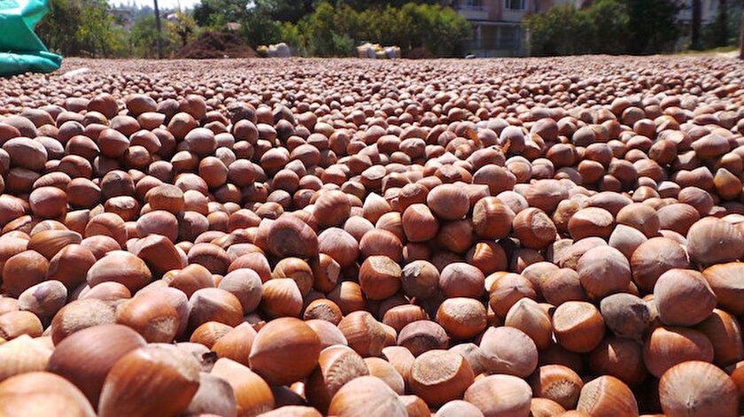 Fındıkta 700 bin ton rekolte bekleniyor.