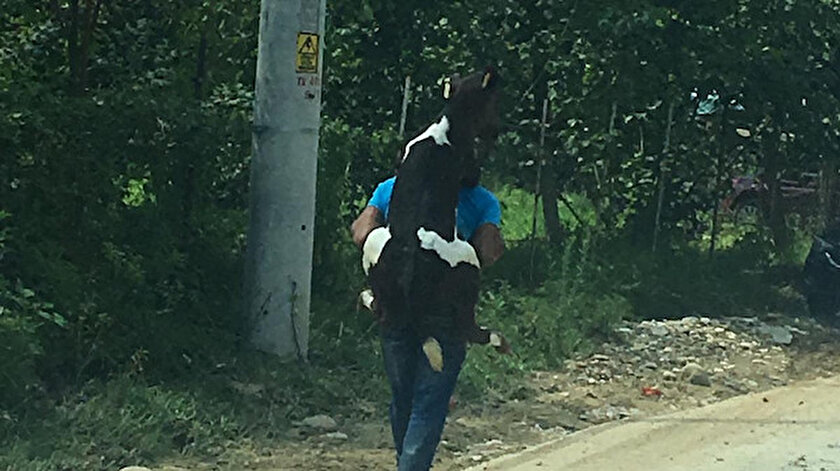 Düzce'de bir vatandaş, bacağı yaralandığı için yürüyemeyen buzağıyı sırtına alarak güveli bir yere taşıdı.