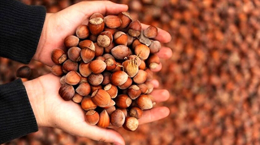 Ordu fındığında randıman yüksek çıktı.