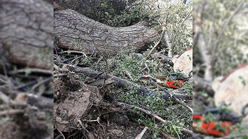 Hüsamettin Gündüz'ün üzerine devrilen çam ağacı.