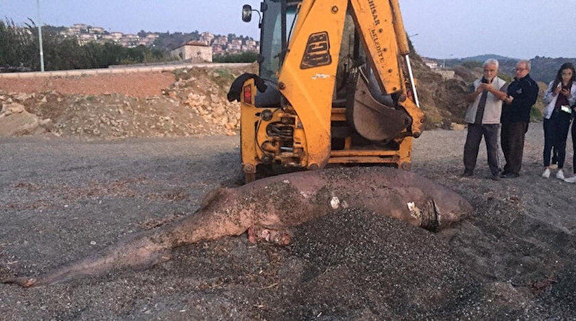 Izmir Haberleri Seferihisar Da Plaja Olusu Karaya Vurmus Kopek Baligi Goruldu