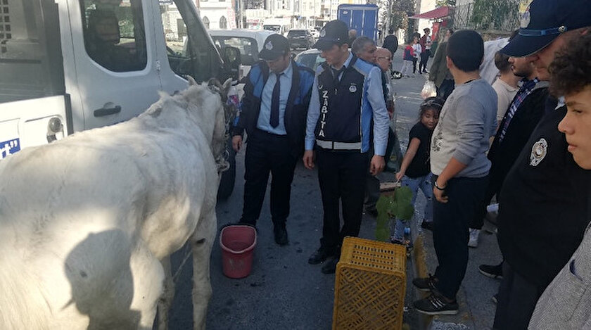 Zabıta atı sahibinin elinden kurtardı.