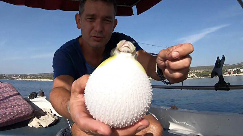 Balon balığı, balıkçının ekmek kapısı olacak.
