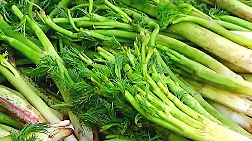 Çaşır bitkisi