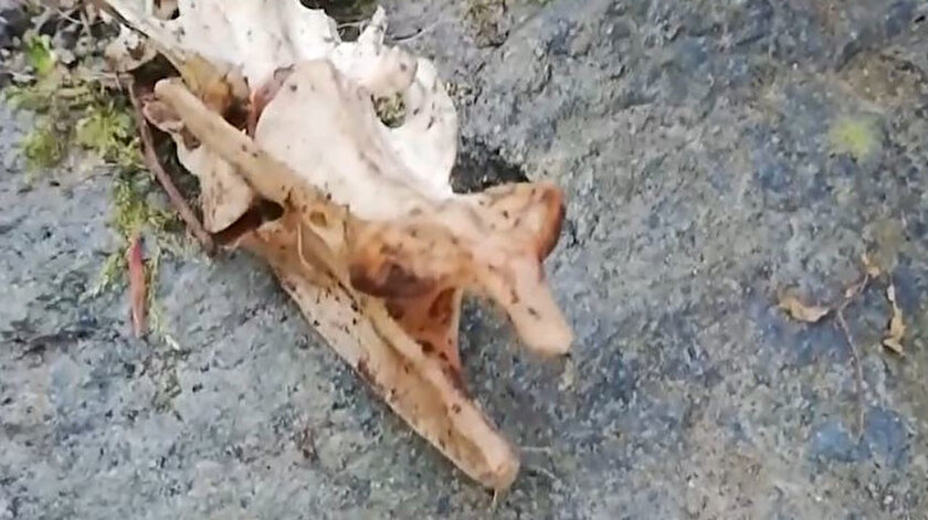 Yapılacak inceleme ile iskeletin ait olduğu hayvan türü tespit edilecek.