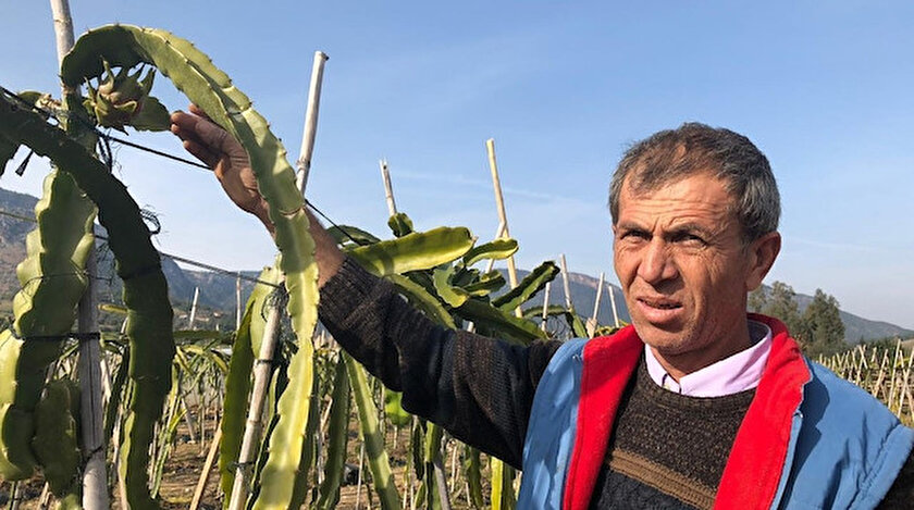 Ejder Meyvesi Ureticinin Gozdesi Tanesi 20 Tl Den Basliyor 50 Tl Ye Kadar Cikiyor