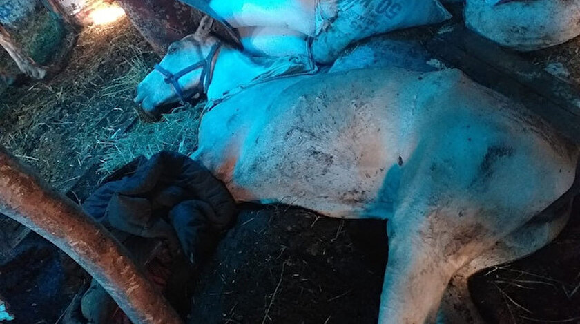 Çadırlar içinde kalan atların içler acısı hali hayvanseverlerin tepkisini çekti.