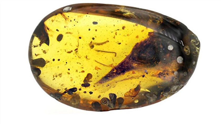 Kehribar