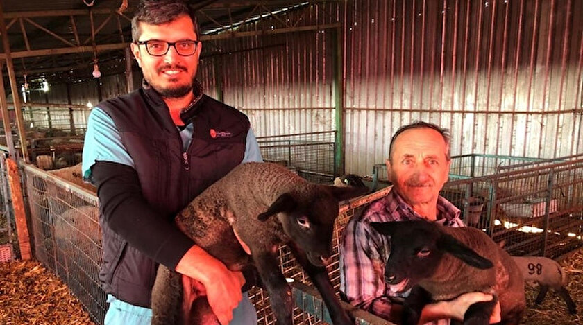 Bursa Haberleri Bu Koyunlardan Almak Icin 6 Ay Sira Beklemeniz Gerekiyor