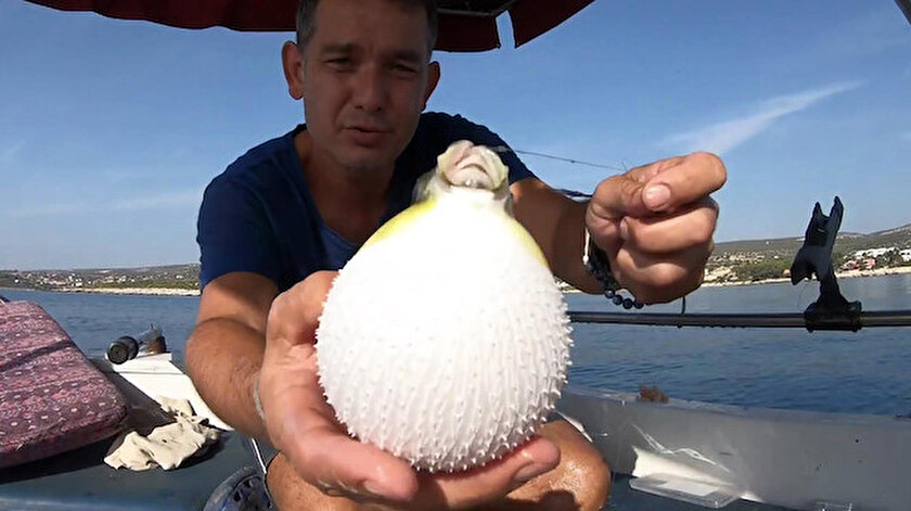 Balon balığında avlanma yasağı kaldırıldı.