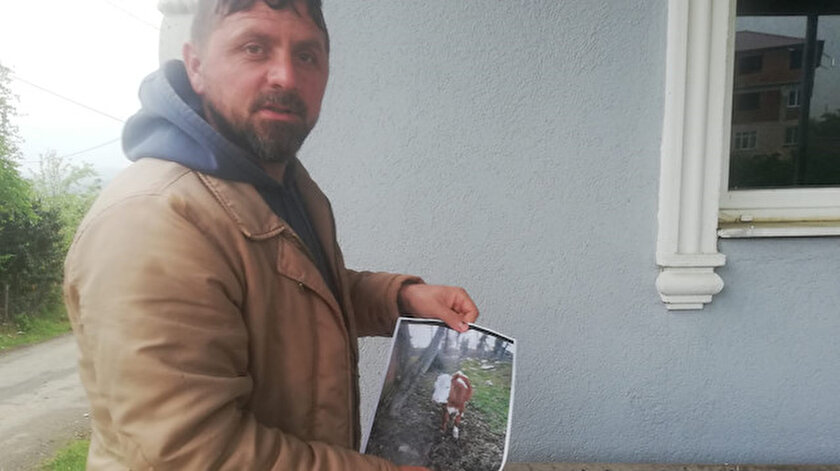 Ertuğrul Alemdar, her yerde kayıp ineğini arıyor.