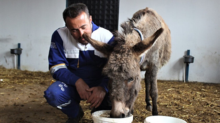 Yavrusunu Kopeklere Parcalatilan Esek Yeni Yuvasina Yerlestirildi