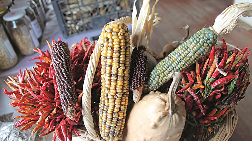 Yerli tohumlara koruma: Sofrada eski lezzet yeniden hayat bulacak