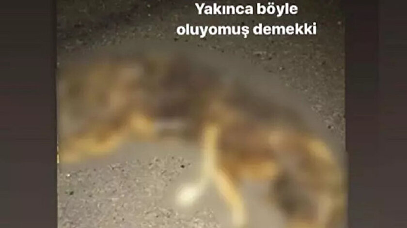 O Vicdansiz Yakalandi Kopegi Ilgi Cekmek Icin Yakmis
