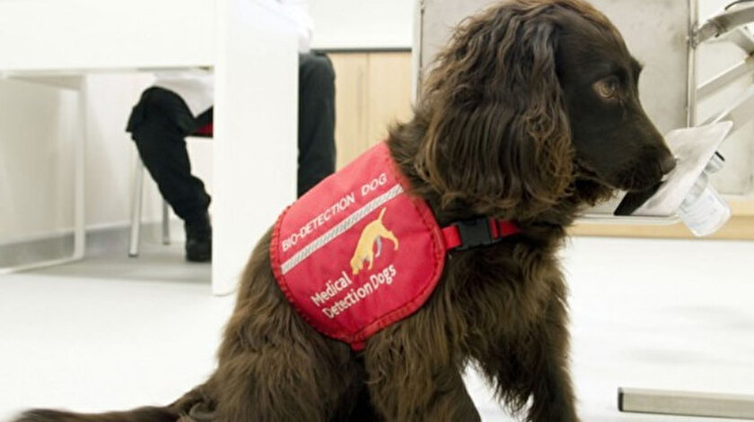 Köpekler koronavirüsü koklayarak tespit edebilecek.