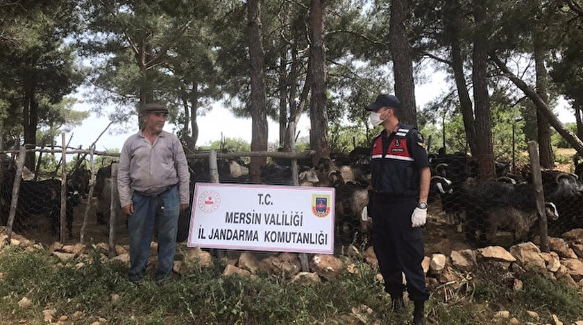 Jandarma inekleri sahibine teslim etti.
