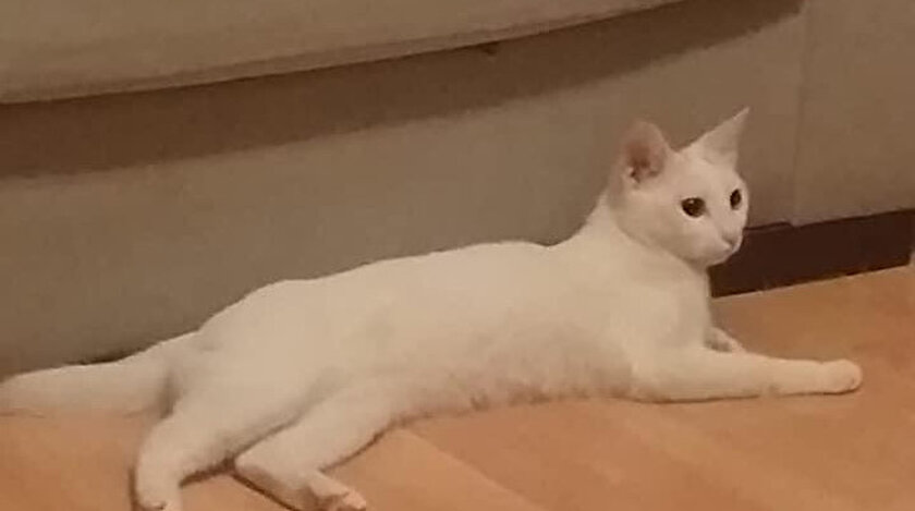 Kediye şiddet cezasız kalmadı.