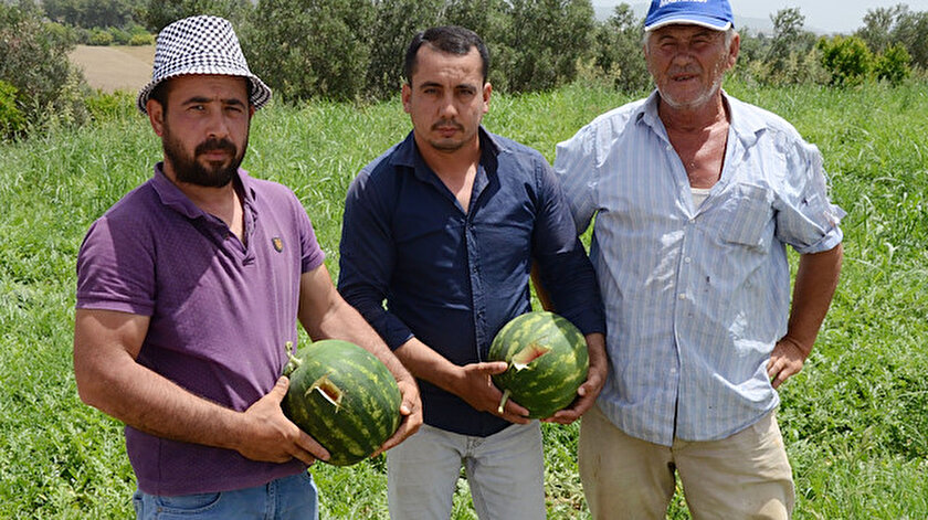 Tarla sahipleri 5 şüpheliyi jandarmaya teslim etti.