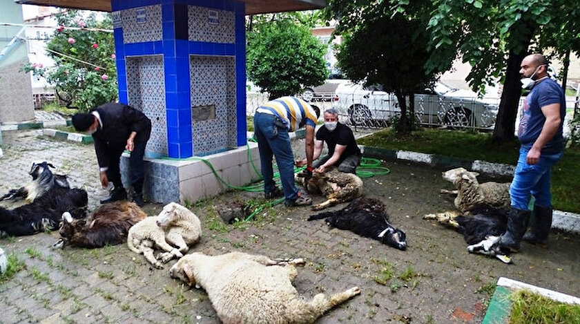 Kesilen kurban etleri ihtiyaç sahiplerine dağıtılacak.