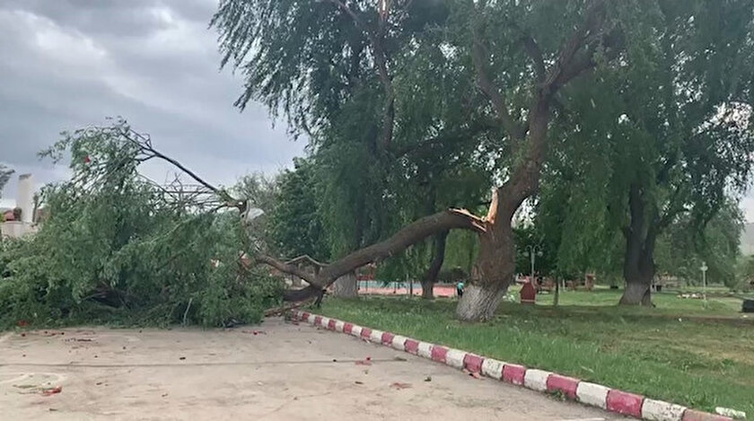 Rüzgarın şiddeti ağacı ortadan yardı.