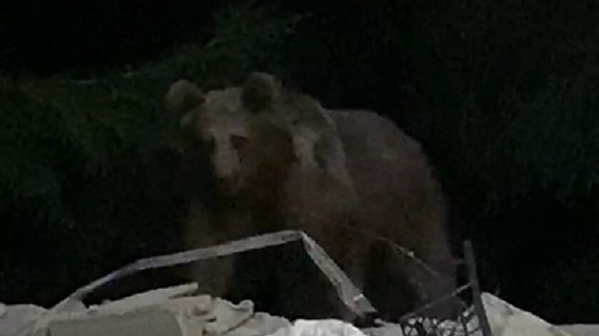 Bahçeye giren ayı böyle görüntülendi.