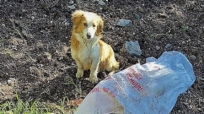 Köpeğin sesinin duyan çevredekiler, yardım girişiminde bulundu.