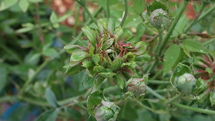 Karagul Kentinin Yeni Gozdesi Yesil Gul Uretilip Tanitilmasi Icin Calisma Baslatildi