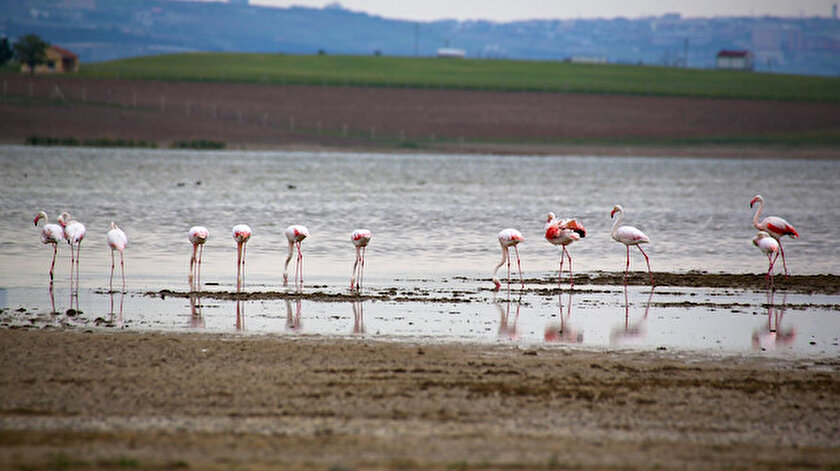 Flamingolar, Gölbaşı Kuş Cenneti’nde.