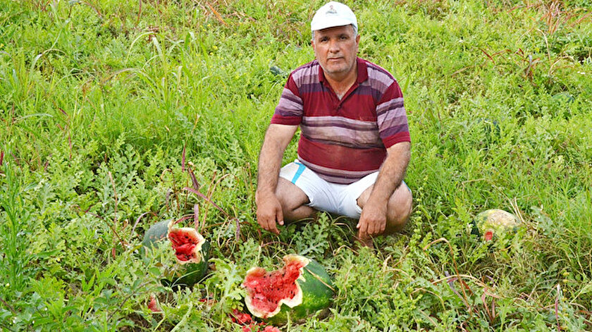 Domuzlar, yaklaşık 200 kilo ürüne zarar verdi.