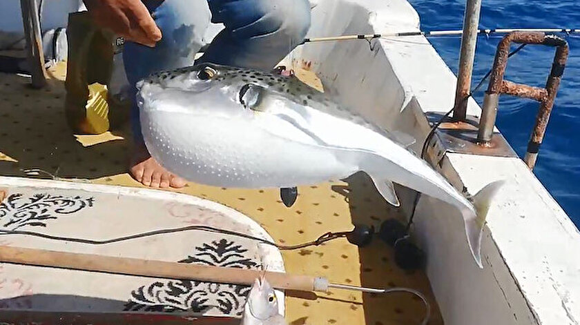 Balon Baliginin Cikardigi Ses Sasirtti Kayalik Bolgelerde Deniz Ayakkabilarinizi Giyin