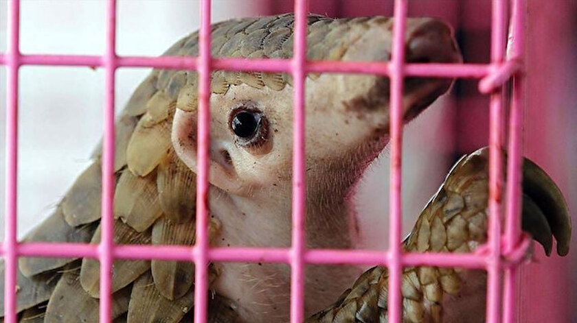 Pangolinin, koronavirüsü insanlara bulaştırdığı düşünülüyor.