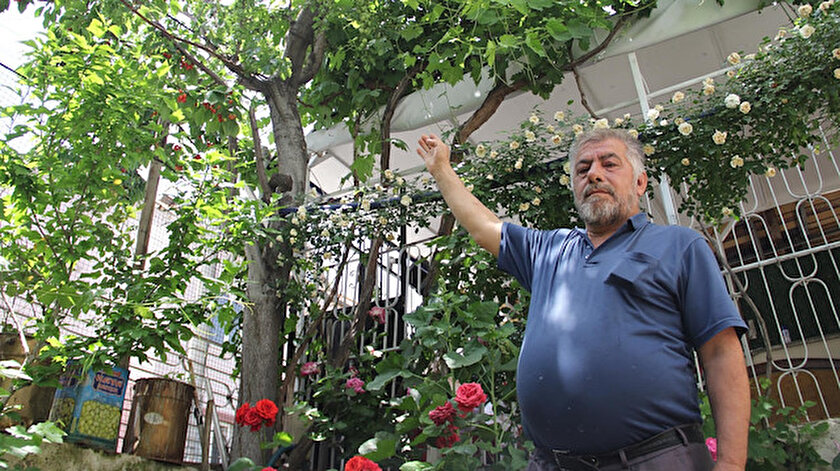 bir agacta 7 farkli meyve yetistirdi