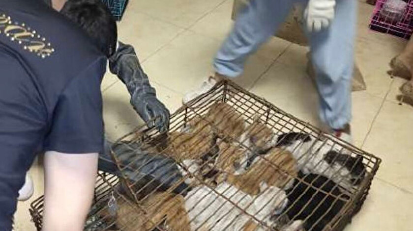 Cinliler Akillanmiyor Yemek Icin Tutulan 700 Kedi Kurtarildi