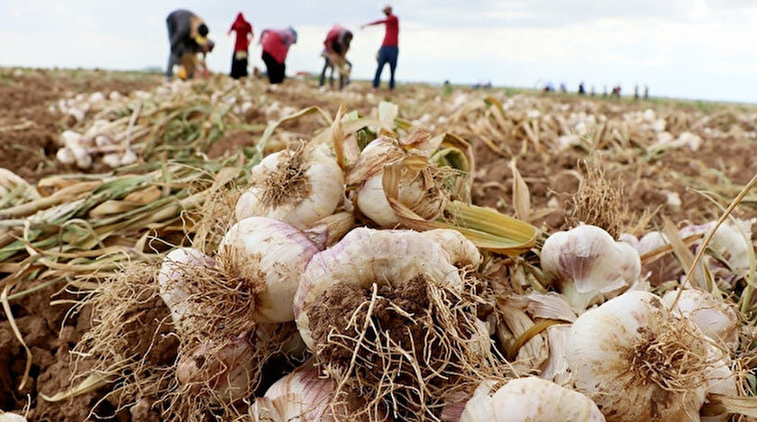 Aksaray Dan Rusya Ya Gidiyor Antibiyotik Ilaclarinda Kullaniyorlar