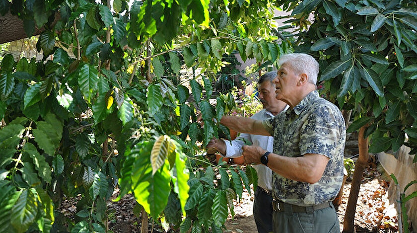 Antalya'nın Gazipaşa ilçesinde, 15 yıl önce emekli olduktan sonra arazisine çok sayıda tropik meyve diken Yaşar Dağtekin.