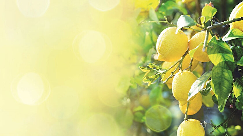 Limon ağacı