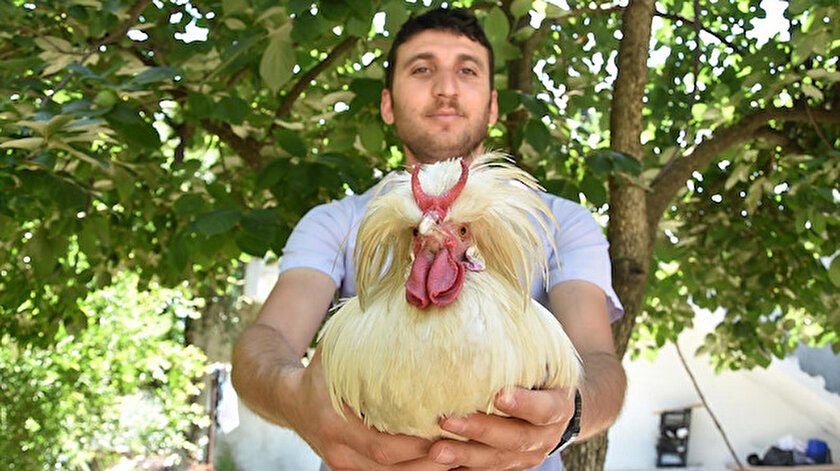 Aksu, horozunun adını 'Michael' koydu.