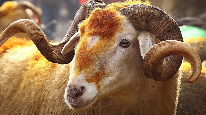 Fotoğraf: Arşiv