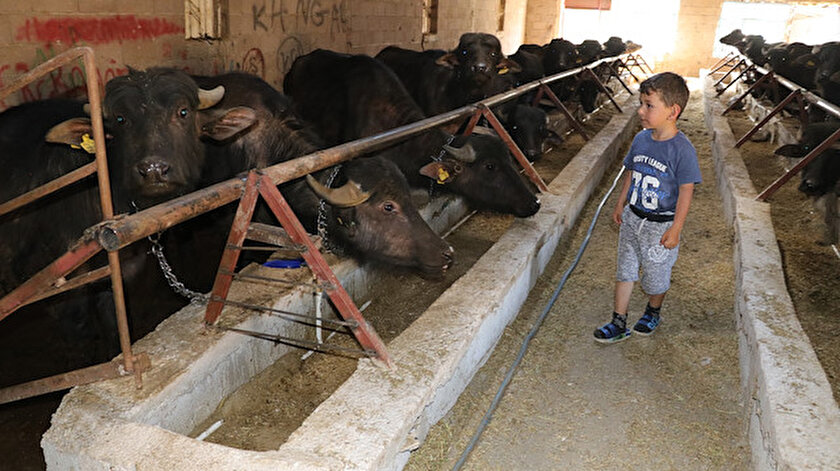 Yozgat Haberleri Annesi Icin 2 Manda Aldi Siparislere Yetisemeyince Ciftlik Kurdu