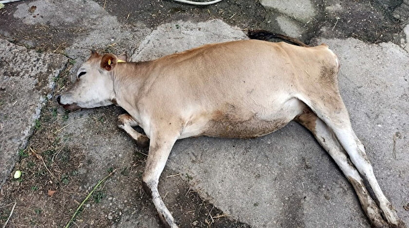 en hizli buzagi fiyatlari sakarya