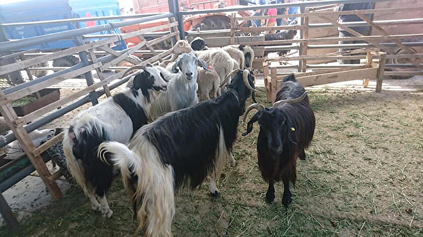 Kurbanlık