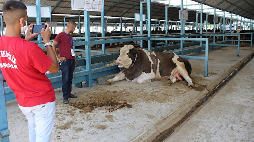 Bin 460 kilo ağırlığa sahip olan simental tosun.