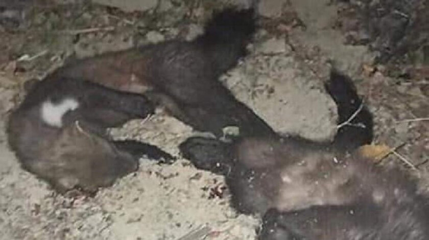 Niğde haberleri: Niğdede sansar öldürüp fotoğrafını paylaştı: Ceza yedi
