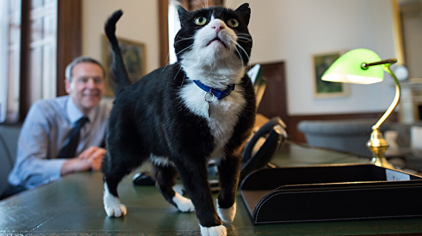 diplomat kedi palmerston emekli oldu