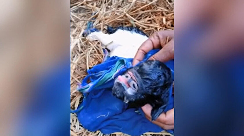 Hindistan'ın Muzaffarpur bölgesinde yaşayanlar burunsuz doğan oğlağa tapmaya başladı.
