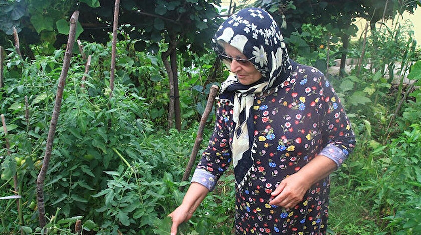 Rize haberleri: Rize’de patates böceği kabusu: Ne patlıcan ne biber hiçbir sebze yetiştiremedik