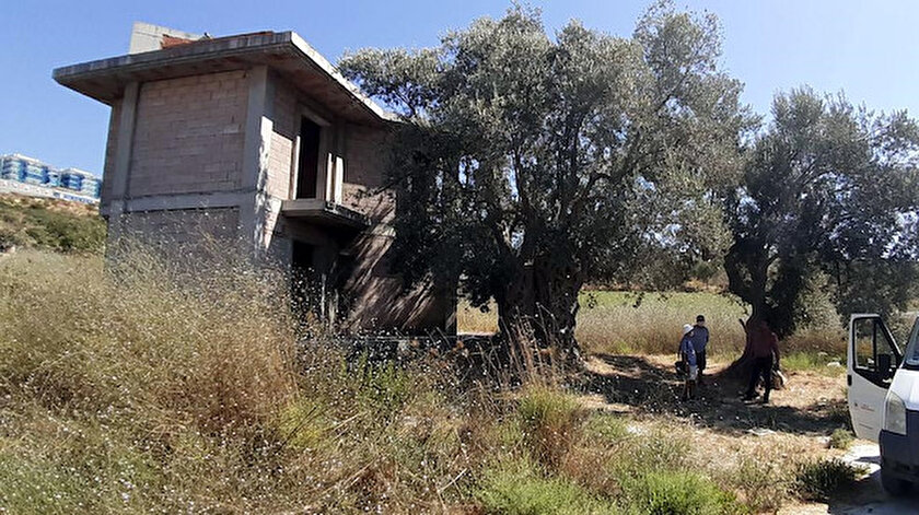 Aydin Haberleri Kusadasi Nda 1500 Yillik Zeytin Agacina Bitisik Yapilan Villa Belediye Tarafindan Yikildi