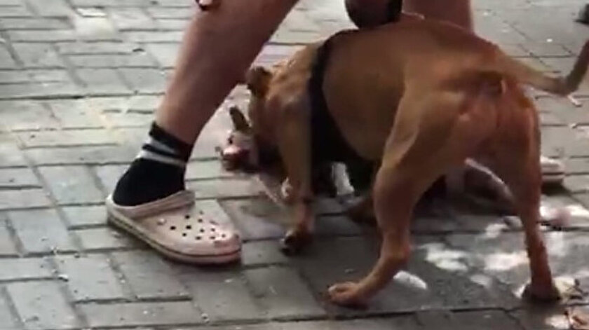 Istanbul Un Gobeginde Pitbull Dehseti Kamerada Kopegi Vurun