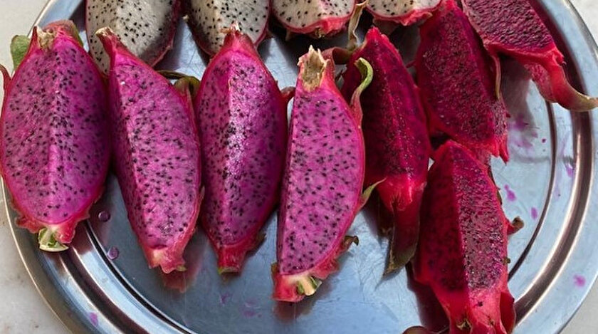 Sezon sonuna kadar hasadın 45 bin rakamına ulaşması bekleniyor.
