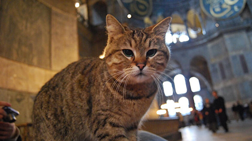 ayasofya nin kedisi gli den kotu haber